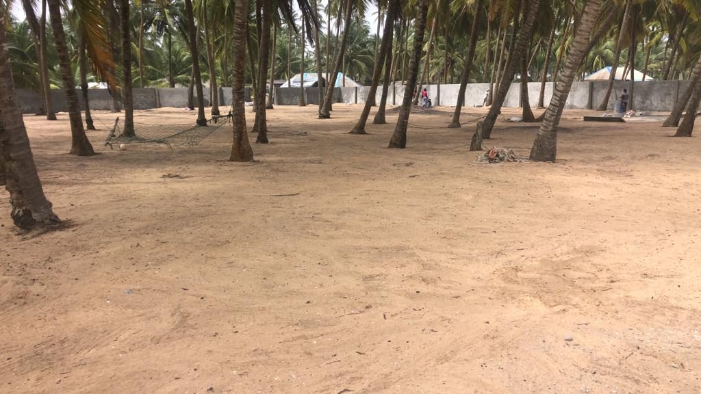 Cleared sandy ground among coconut palms at the Villas at Waikiki site